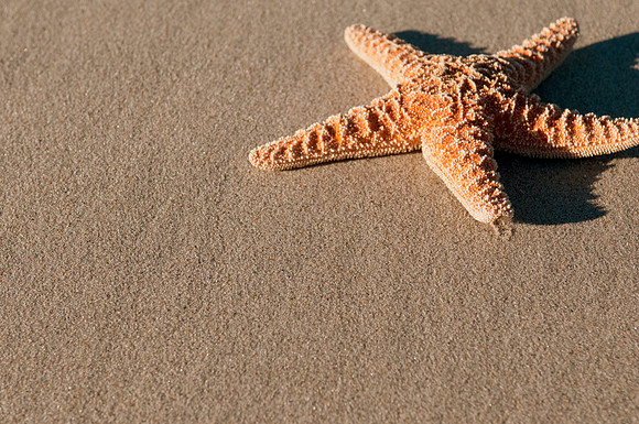 starfish 2