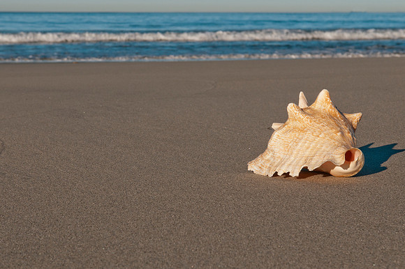 Conk shell 1